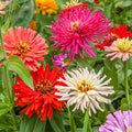 Cactus Flowered Mix Zinnia Seeds