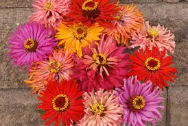 Cactus Flowered Mix Zinnia Seeds