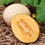 Hale's Best Jumbo Cantaloupe Seeds