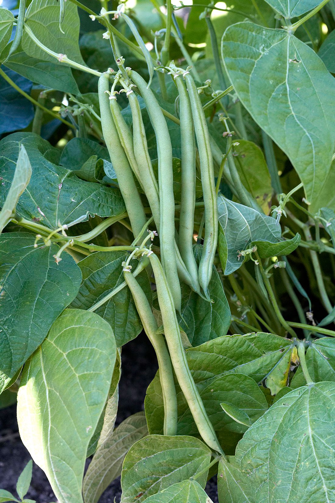 Blue Lake 274 Bush Bean Seeds
