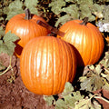 Howden Pumpkin Seeds