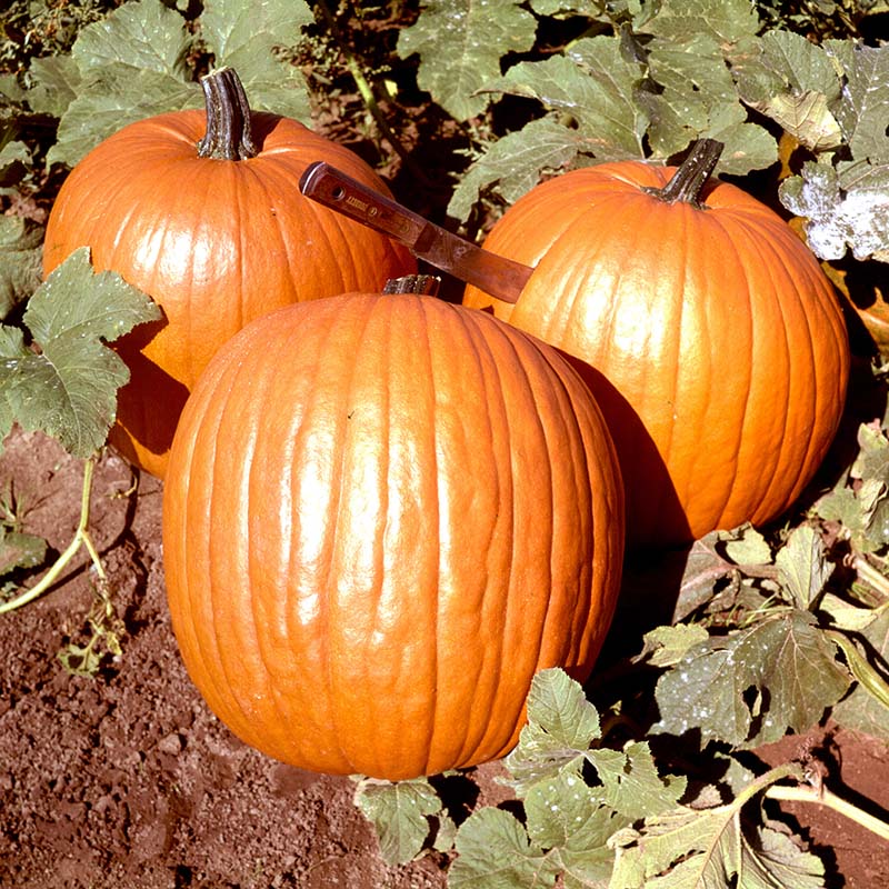 Howden Pumpkin Seeds