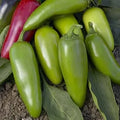 Jalapeno M Pepper Seeds