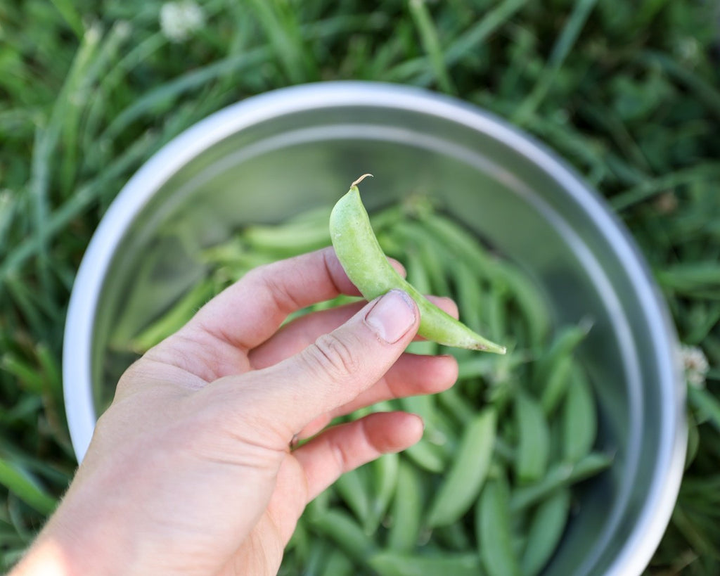 Sugar Snap Pea Seeds