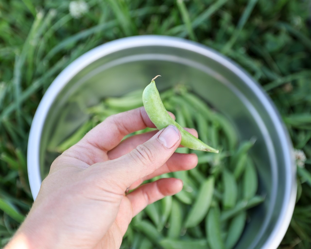 Sugar Snap Pea Seeds