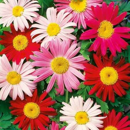 Painted Daisy Seeds