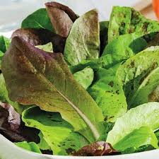 Romaine Trio Blend Lettuce Seeds