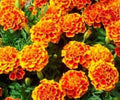 Sparky Mix Marigold Seeds