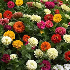 State Fair Zinnia Seeds