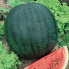 Sugar Baby Watermelon Seeds