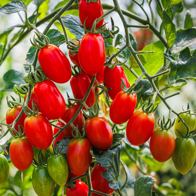Roma Tomato Seeds