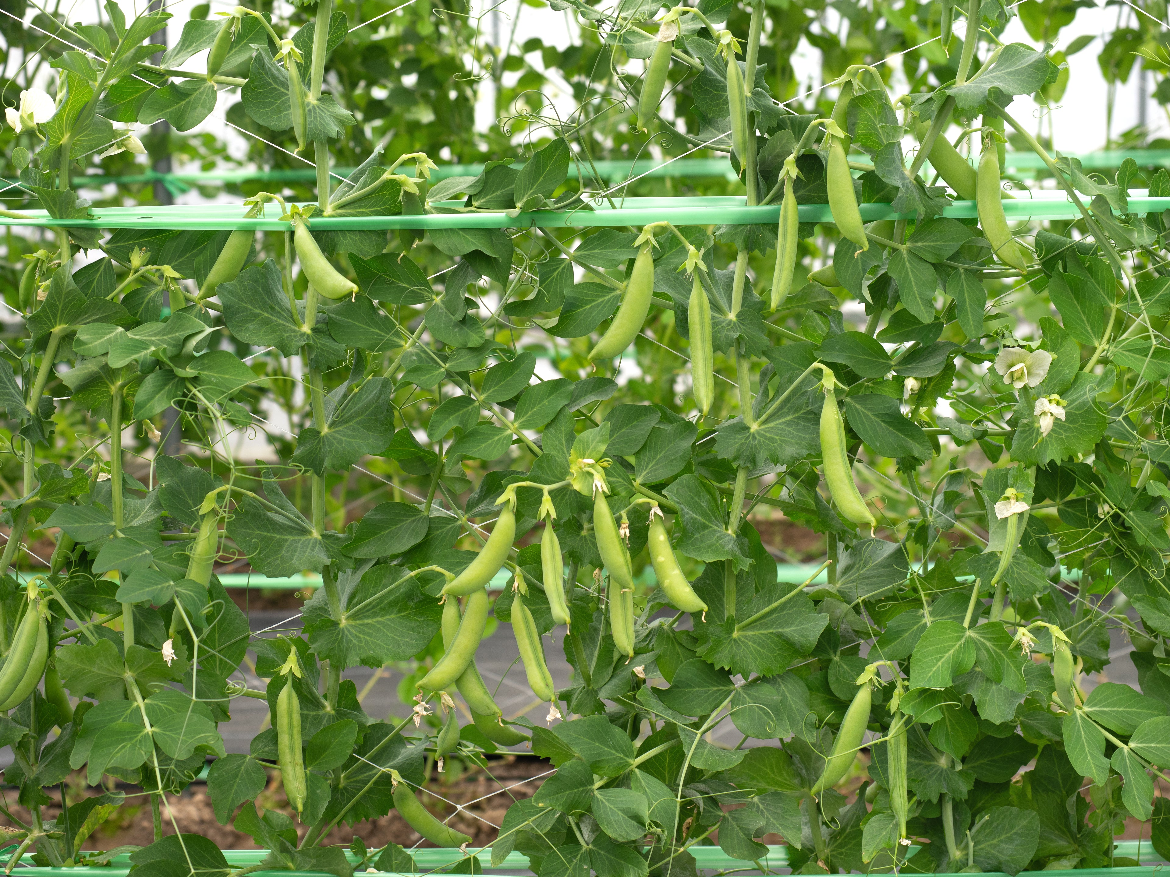 Sugar Snap Pea Seeds